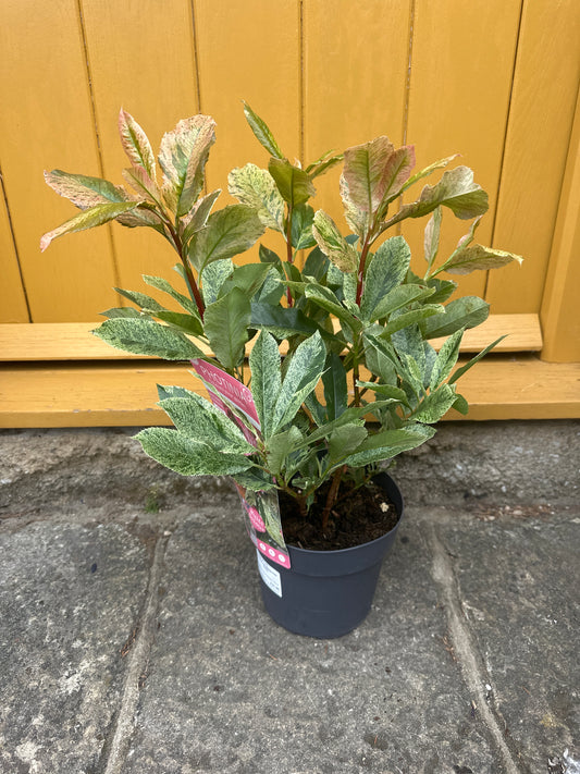 Photinia serratifolla Pink Crisp 3Ltr