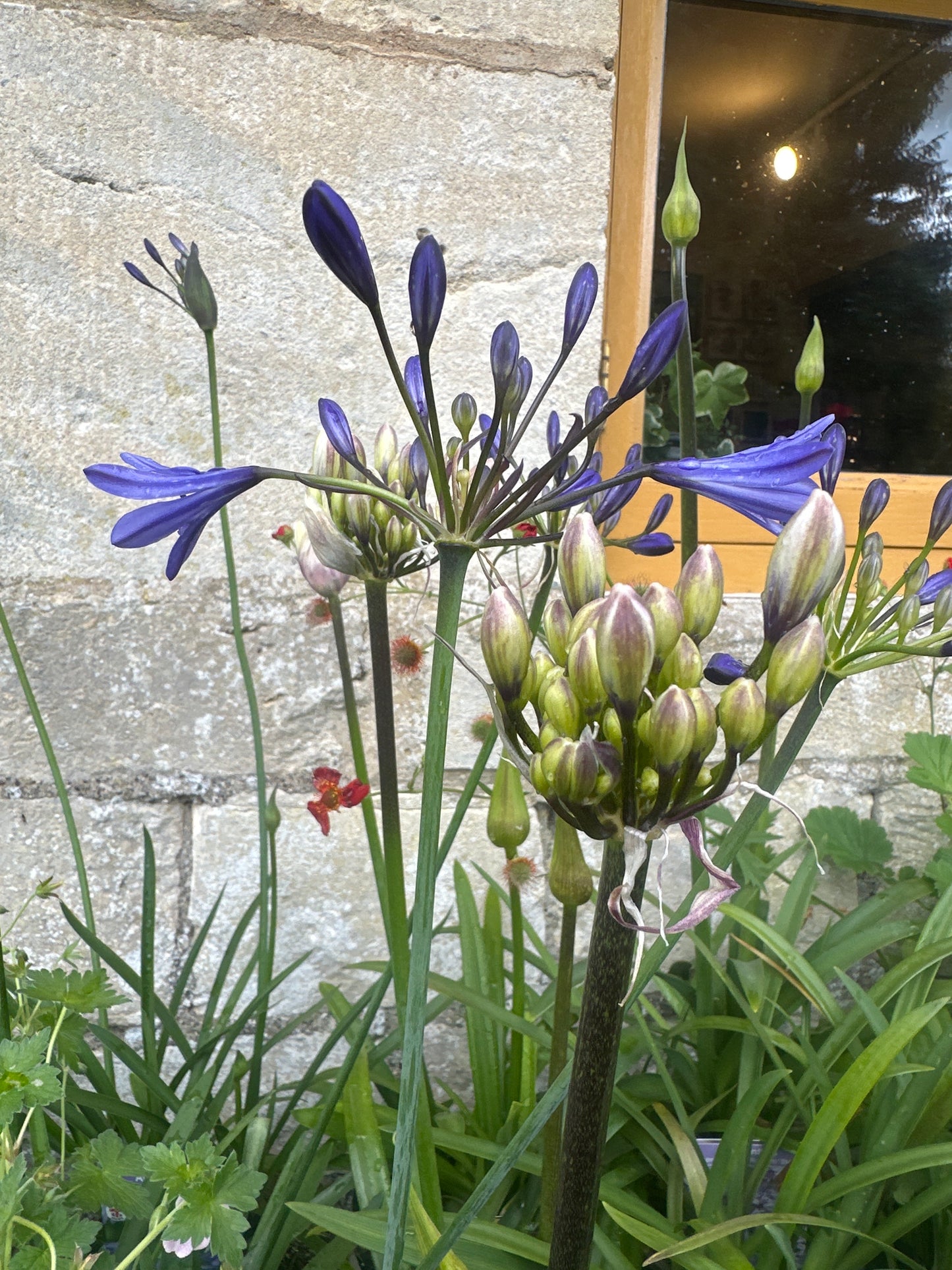 Agapanthus 2Ltr