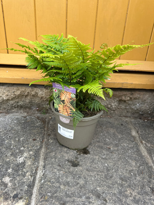 Dryopteris Jurassic Gold ( Wallichs Wood Fern ) 3Ltr