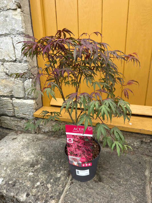 Acer palmatum Shirazz 3Ltr