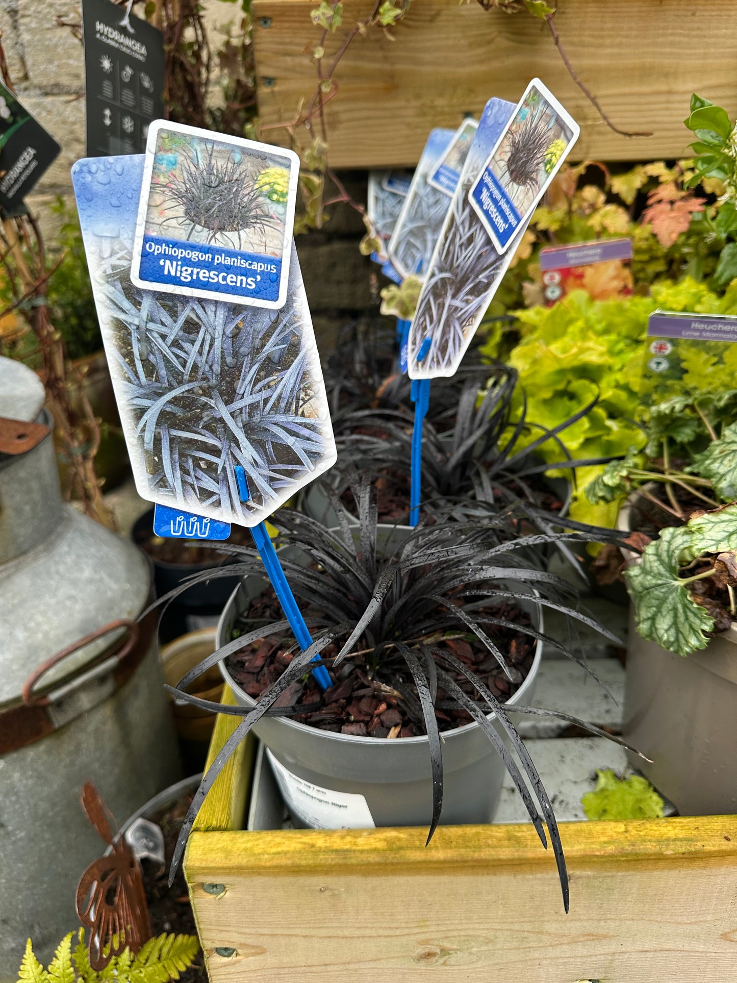 Ophiopogon Niger 2L