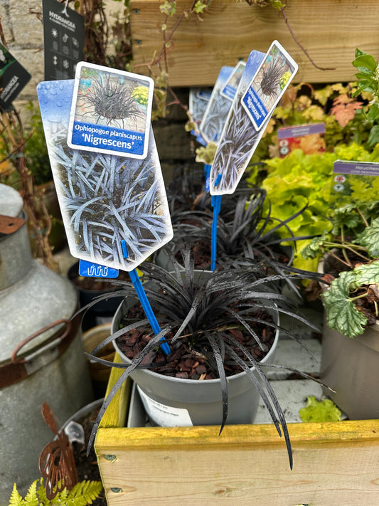 Ophiopogon Niger 2L