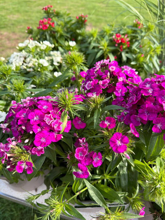 Dianthus 3Ltr
