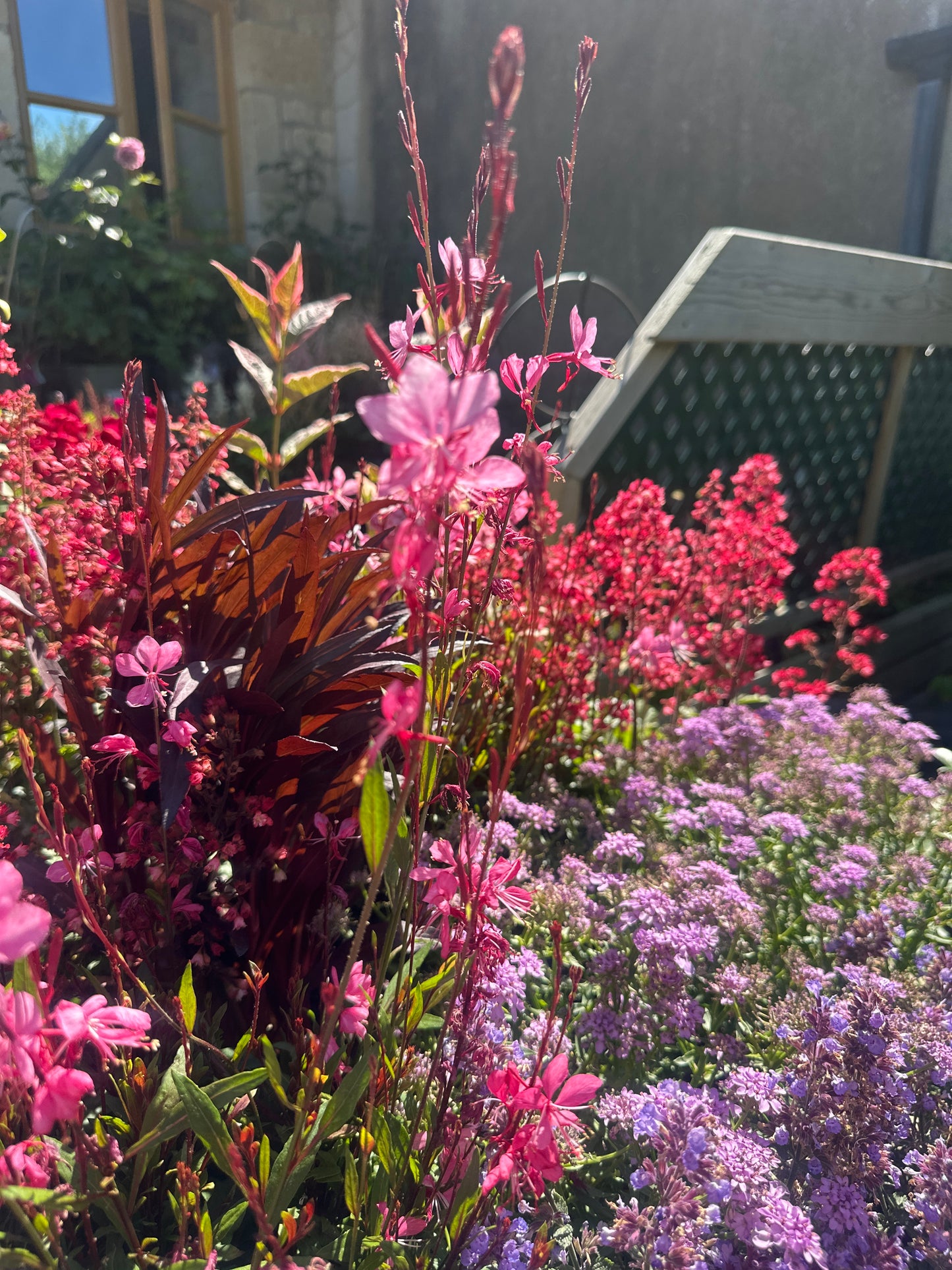 Gaura Belleza Pink 2Ltr
