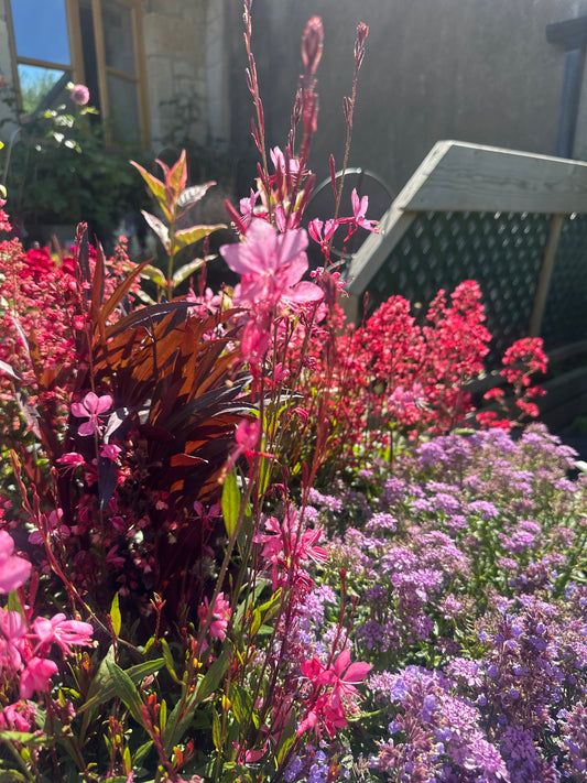 Gaura Belleza Pink 2Ltr