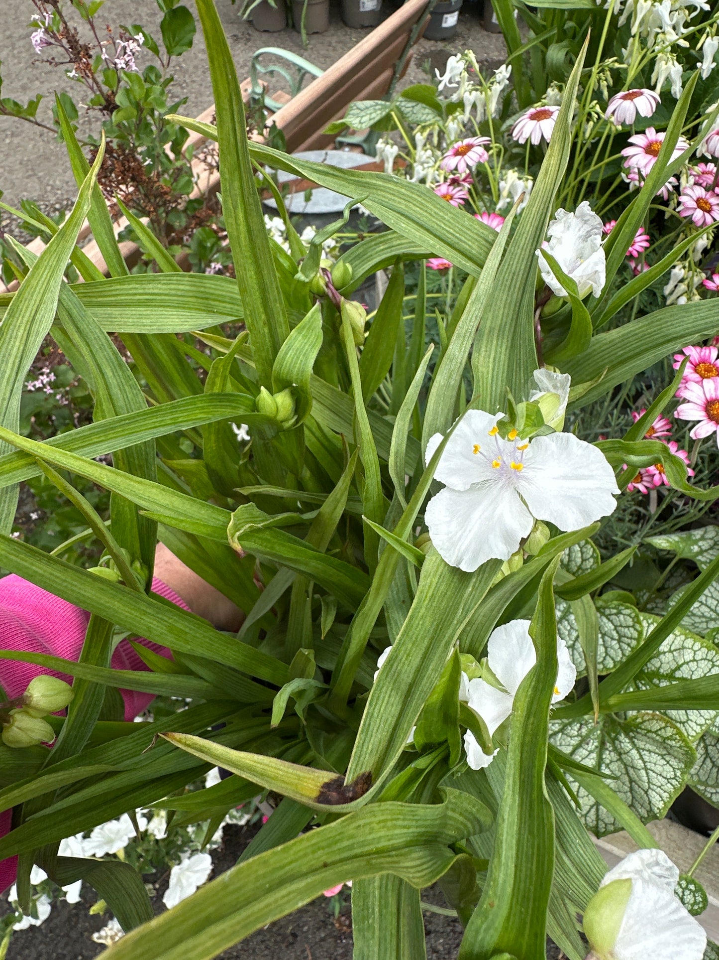 Tradescantia Innocence 2Ltr