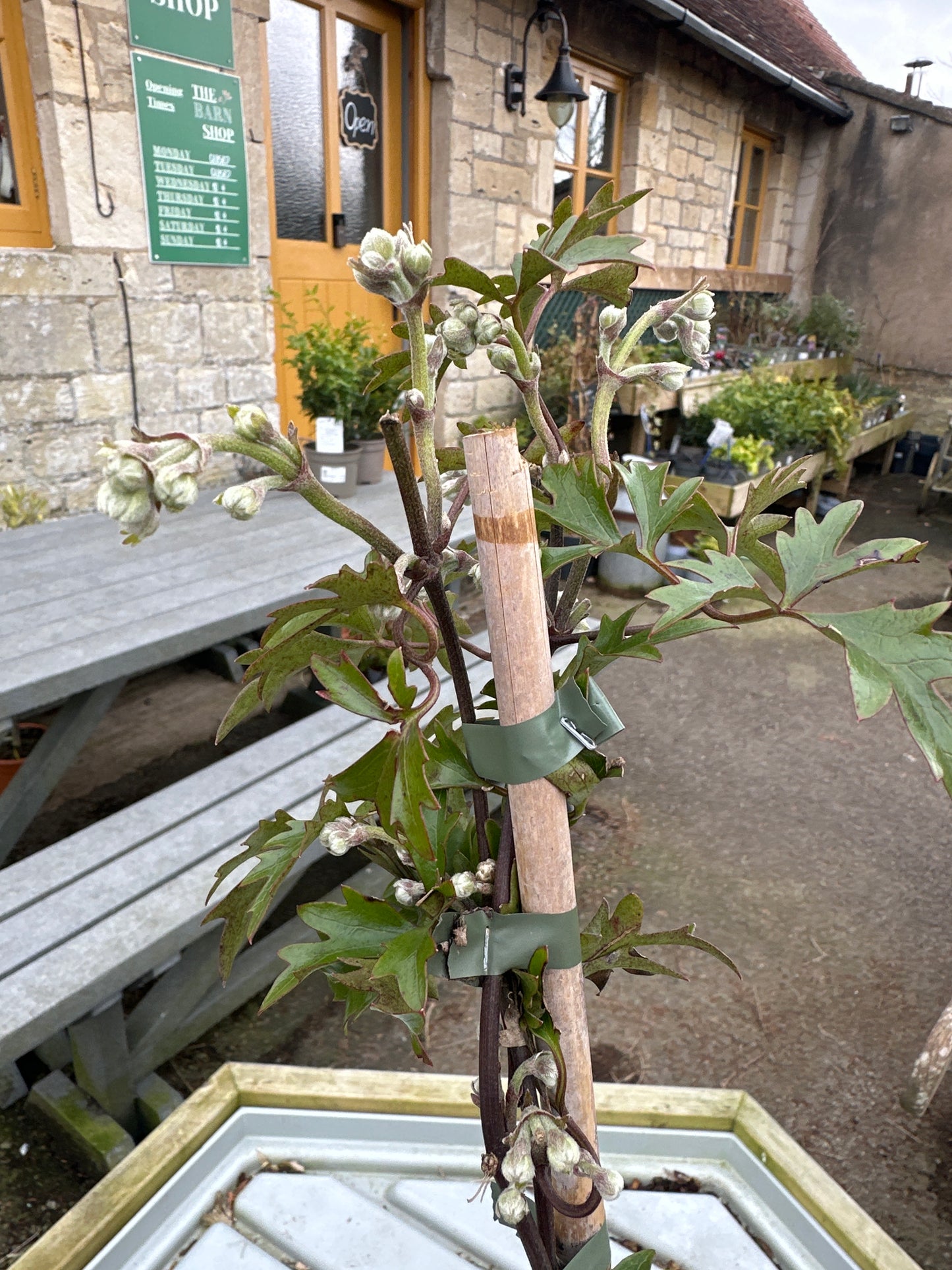 Clematis cart mani Avalanche 2L