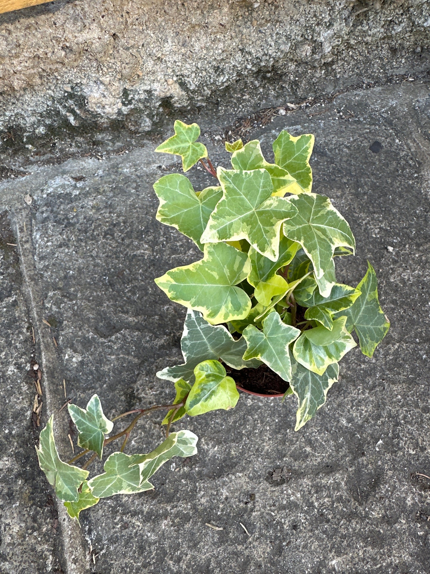 Hedera helix 9cm