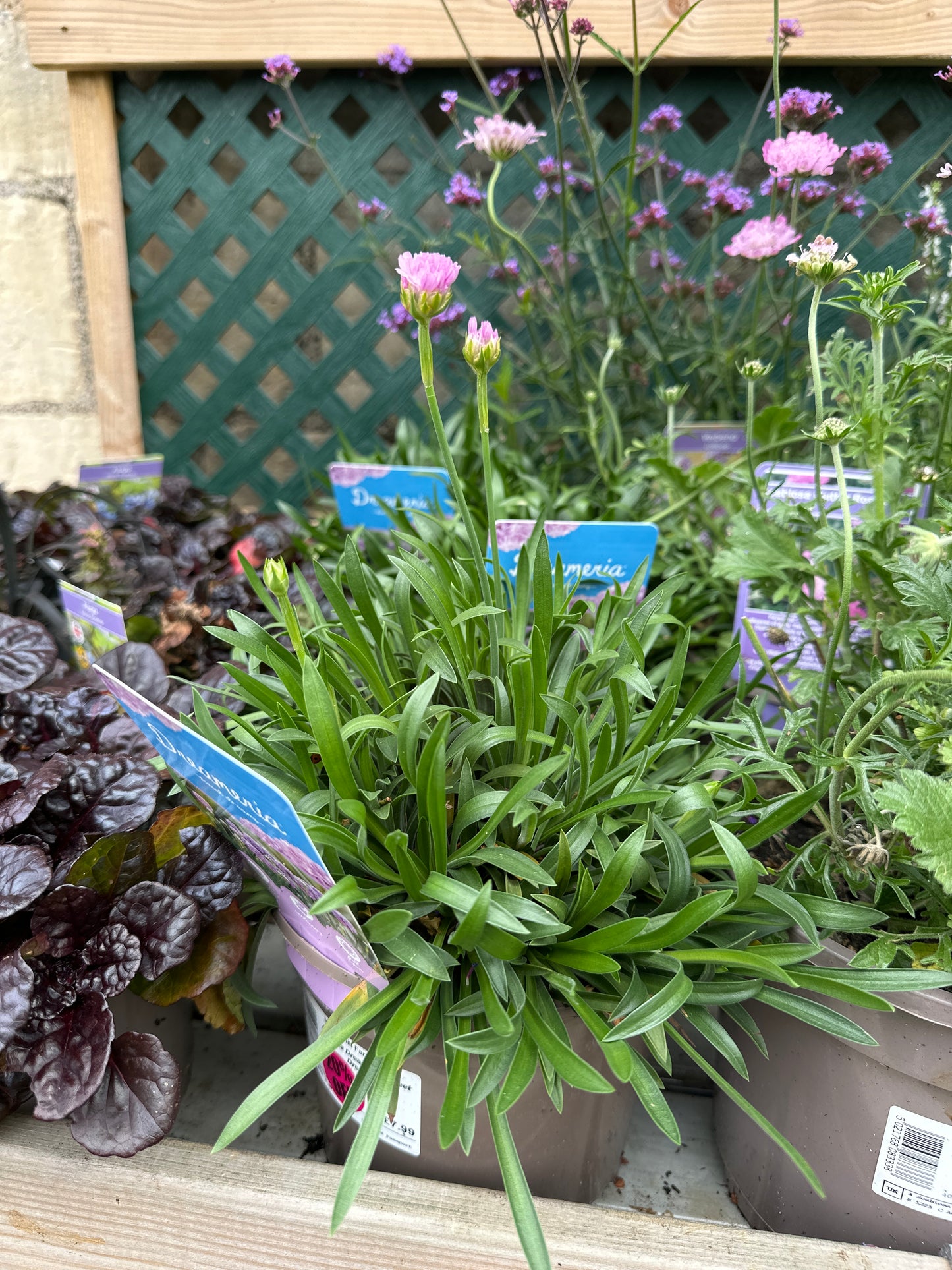 Armeria Dreameria Sweet Dreams 2Ltr