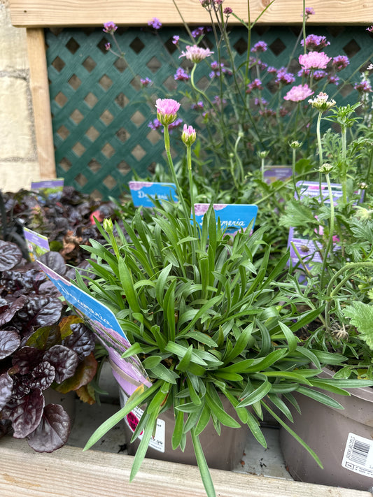 Armeria Dreameria Sweet Dreams 2Ltr