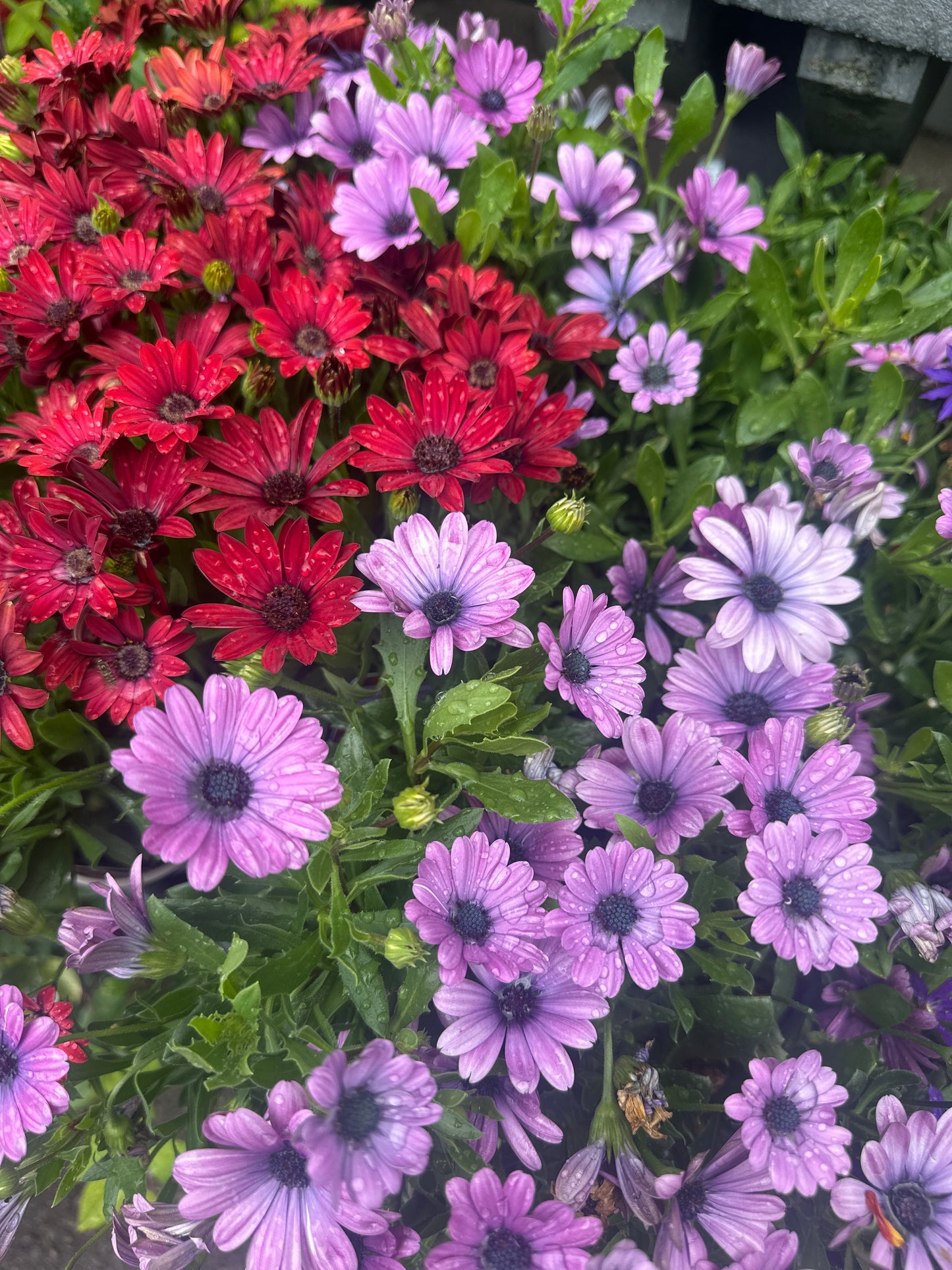 Osteospermum