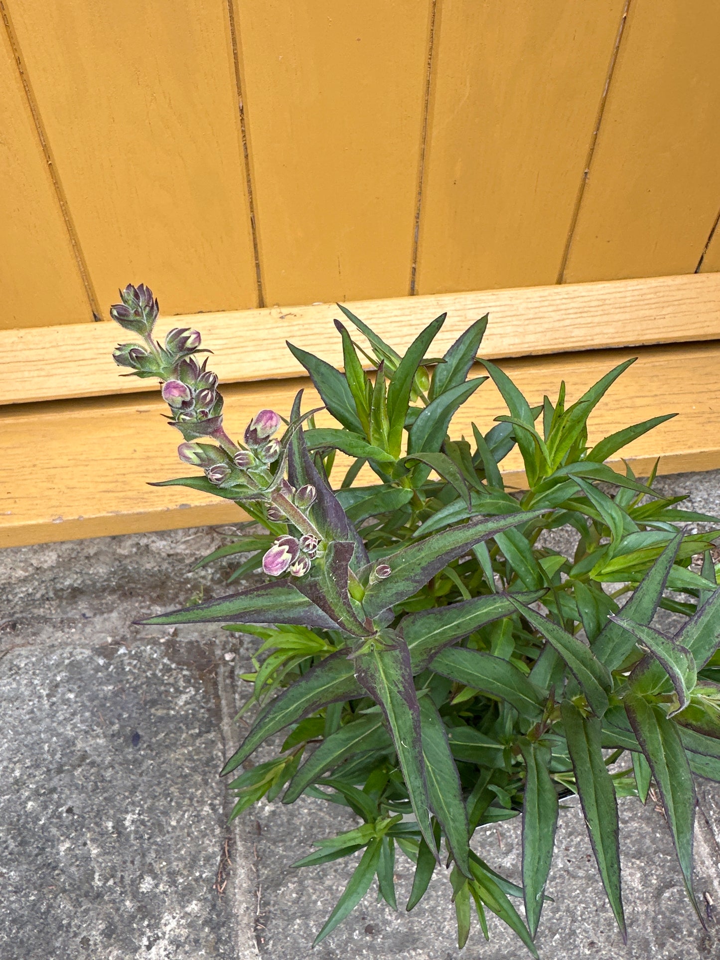 Penstemon  3Ltr