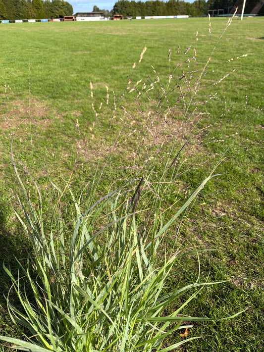 Panicum Shenandoah 3Ltr