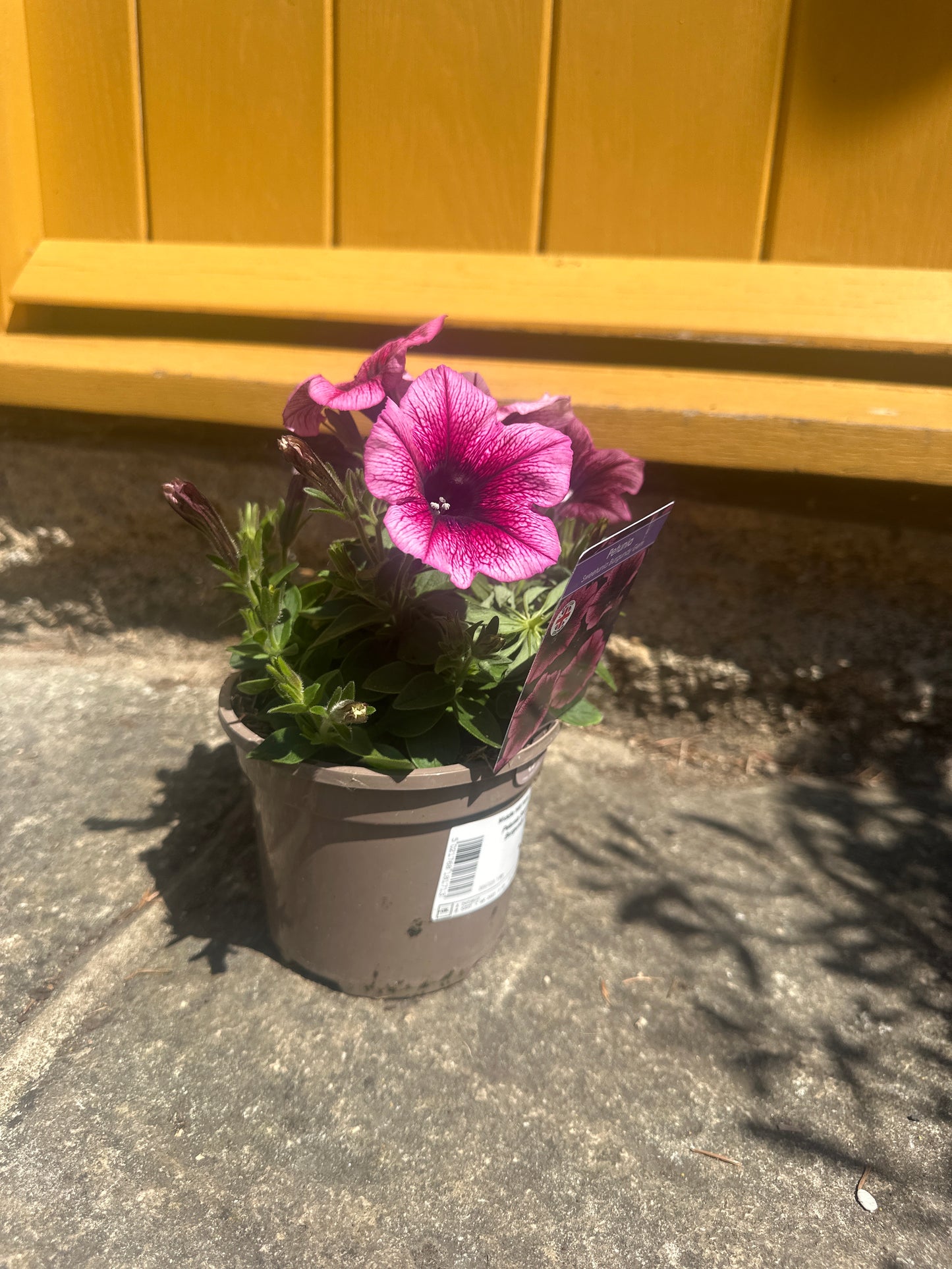 Petunia 1Litre