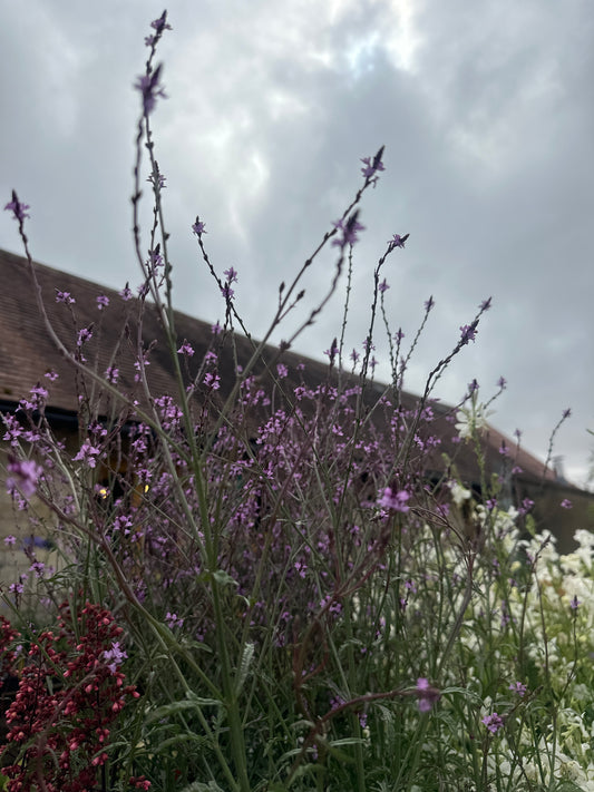 Verbena Bampton 3Ltr