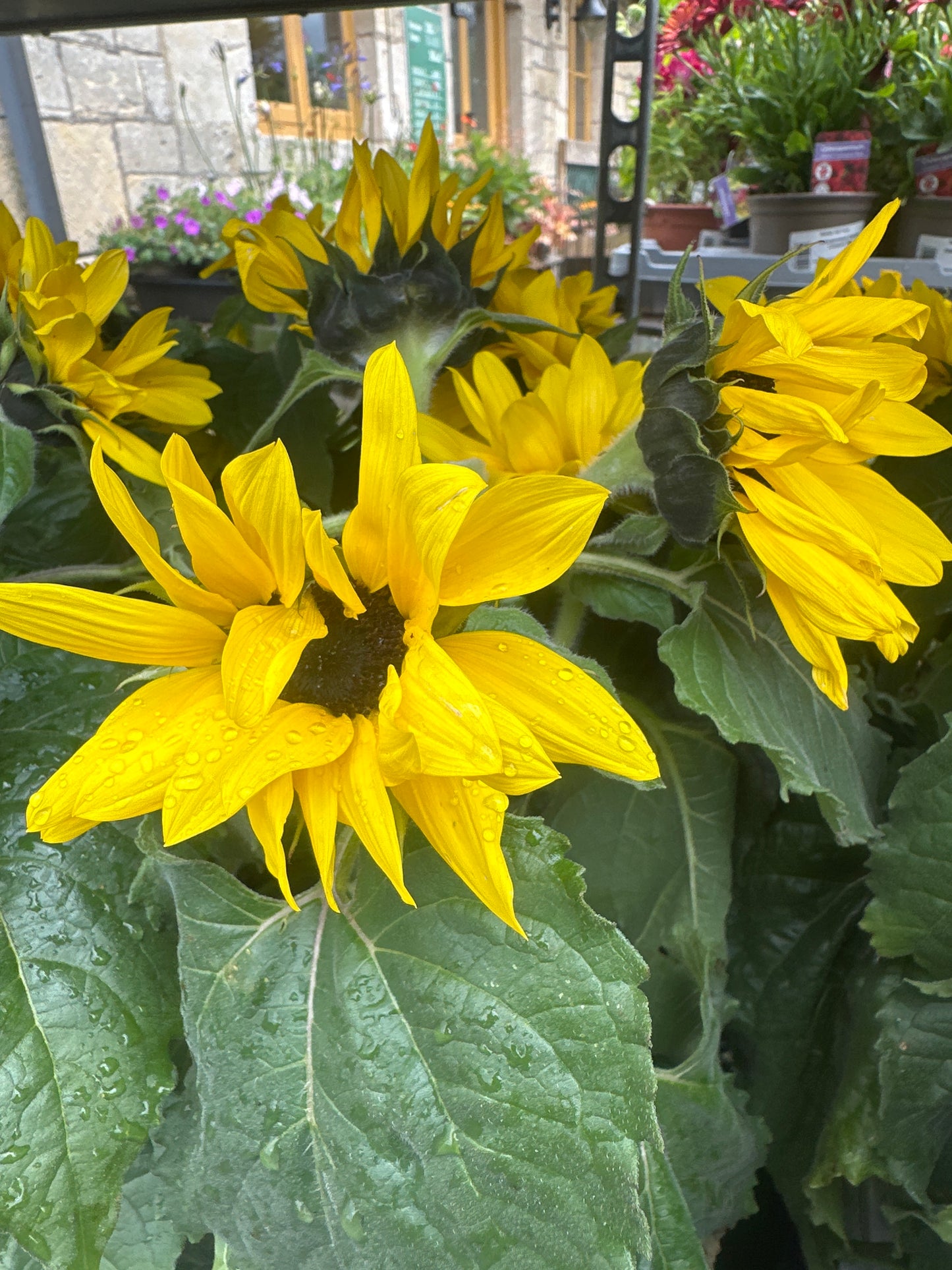 Helianthus Sunsation 1Ltr