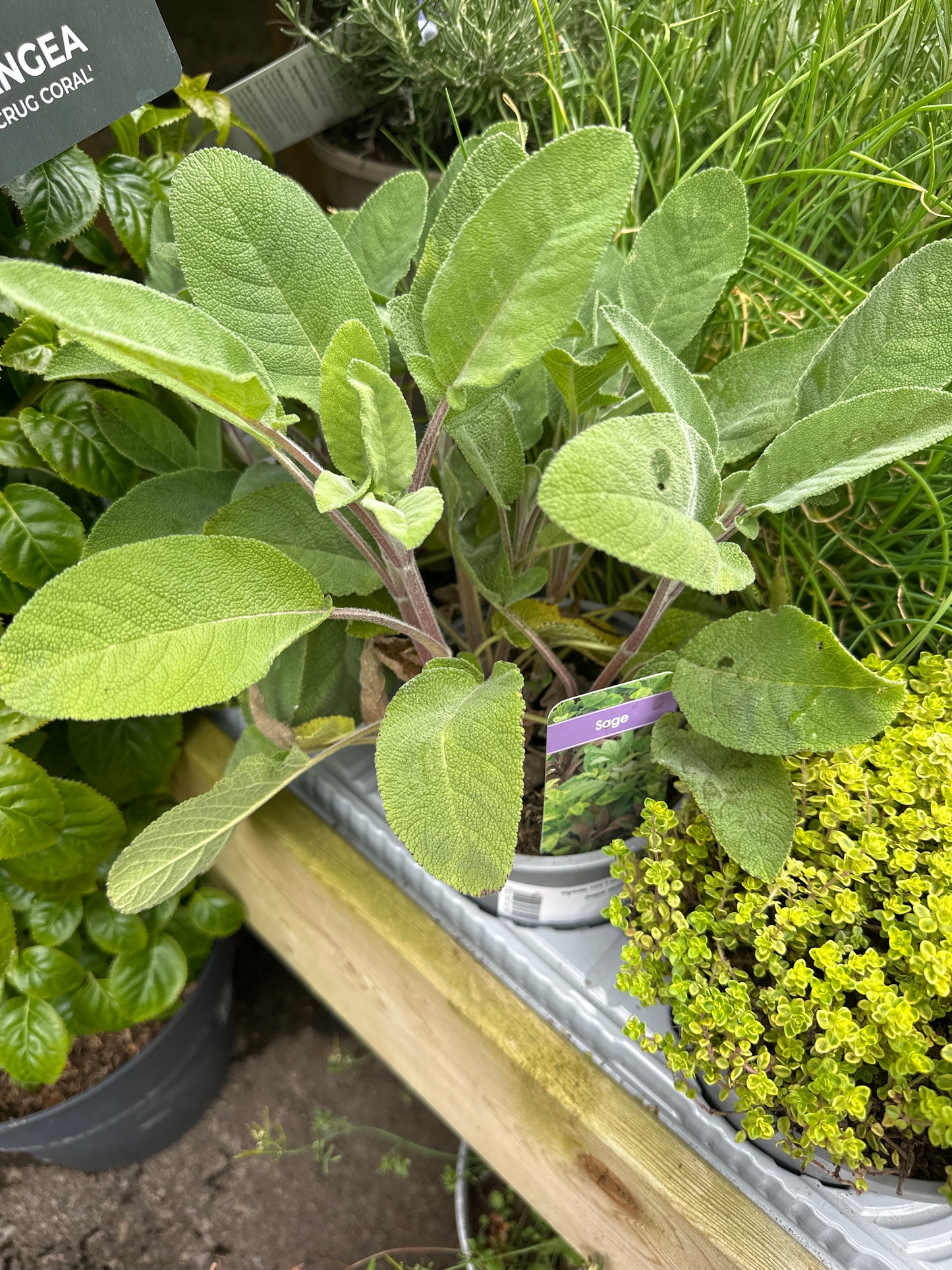 Sage 14cm