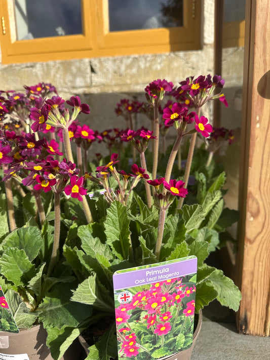 Primula Oak Leaf Magenta 1.5Ltr
