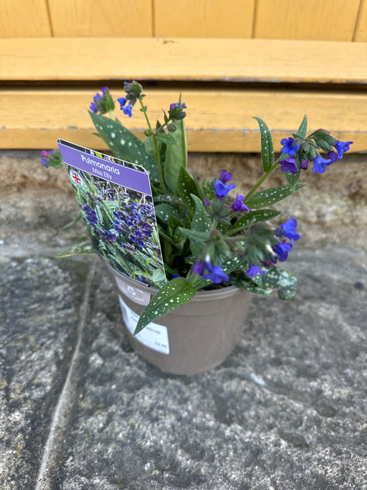 Pulmonaria Miss Elly 2Ltr