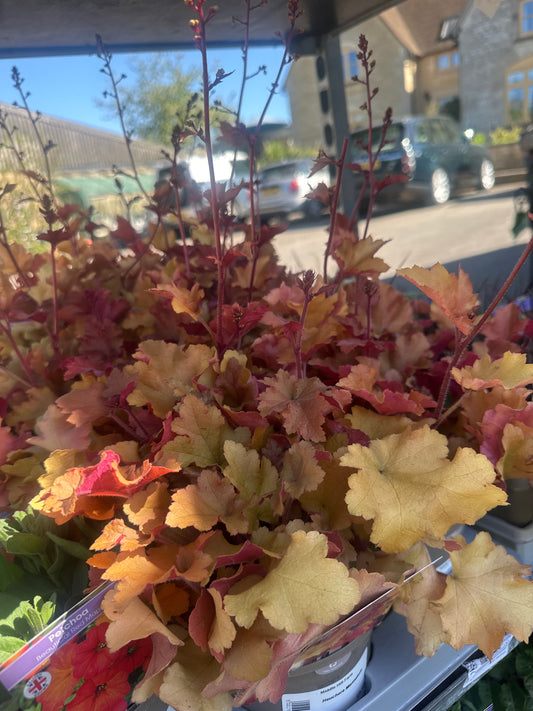 Heuchera Marmalade 1Ltr