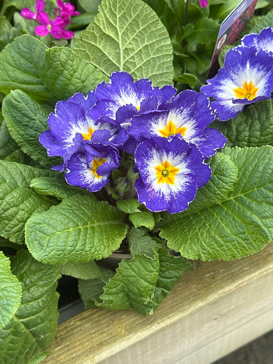 Primula Starflame Violet 10.5cm
