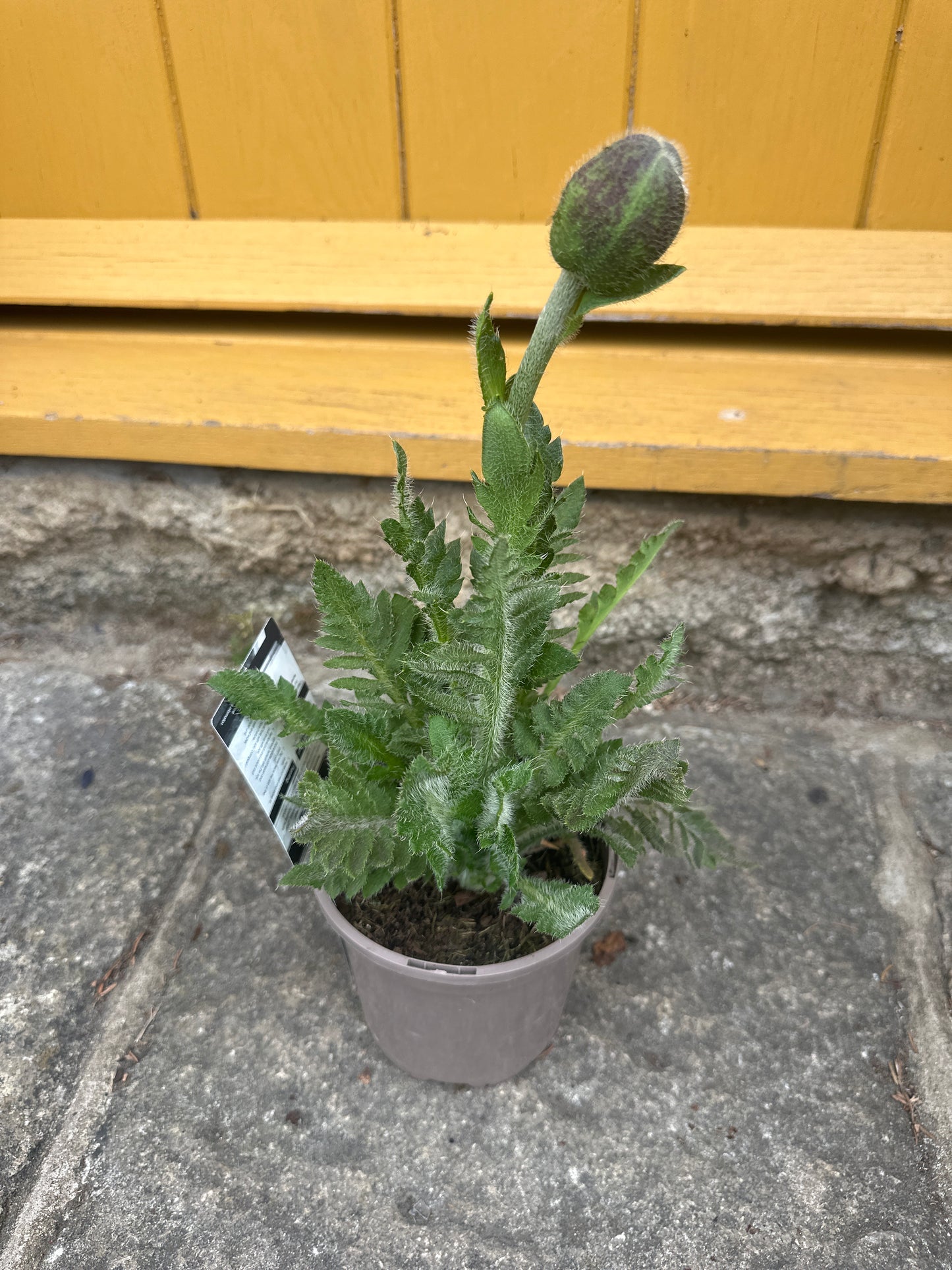 Papaver Royal Wedding 1L