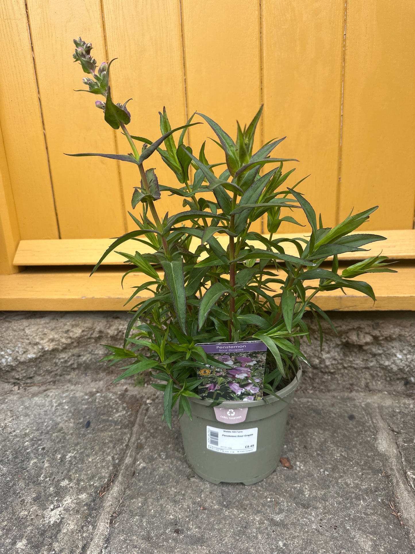 Penstemon  3Ltr