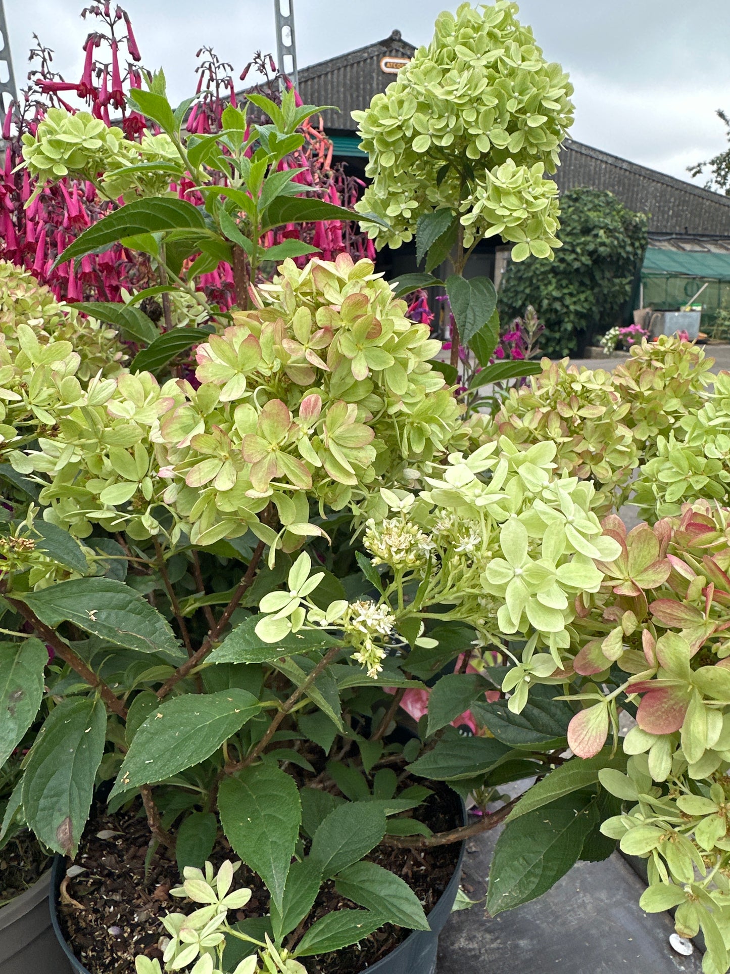 Hydrangea Living Little Love 5Ltr