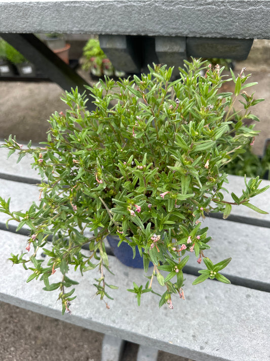 Lithodora Heavenly Blue 14cm