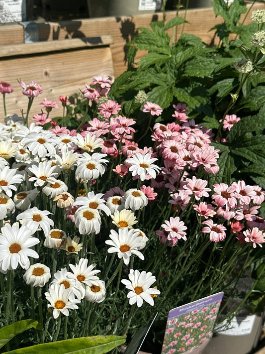 Rhodanthemum 3Ltr