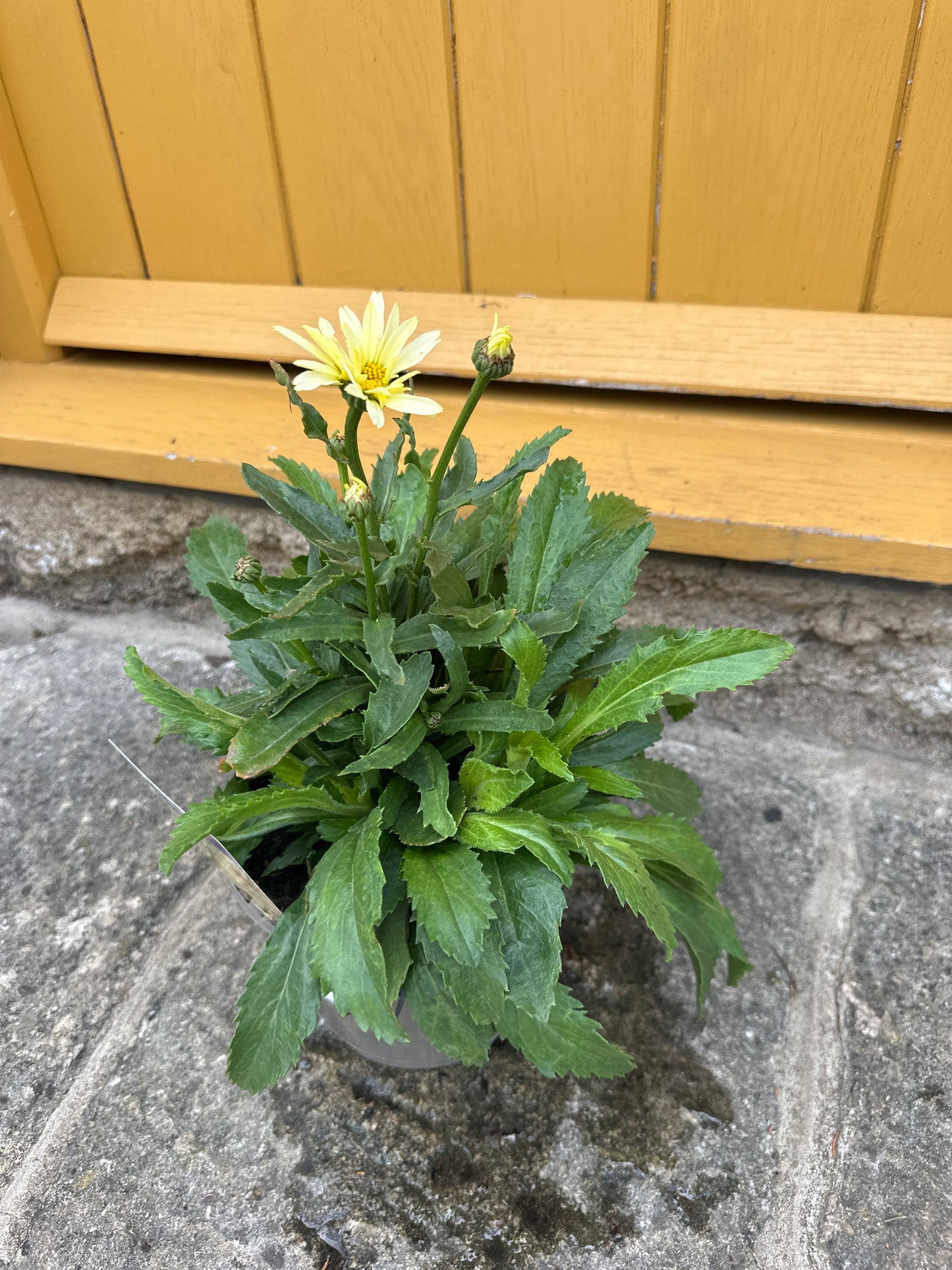 Leucanthemum Broadway Lights 3Ltr