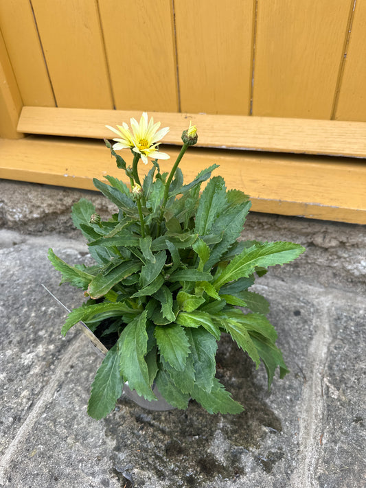 Leucanthemum Broadway Lights 3Ltr