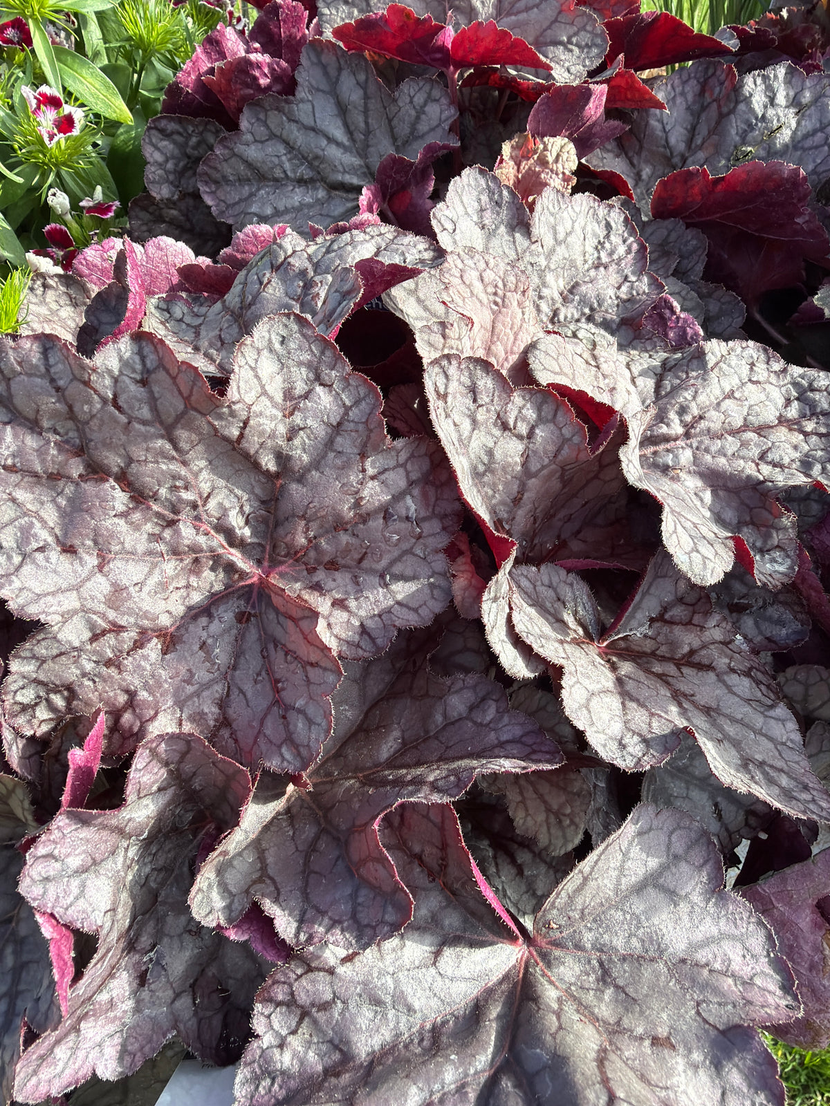 Heuchera Cascade Dawn 3Ltr