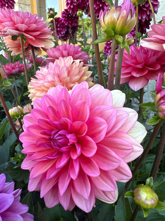 Dahlia Collection Coral Pink 3Ltr