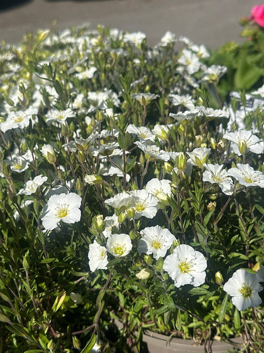 Arenaria Blizzard 2Ltr