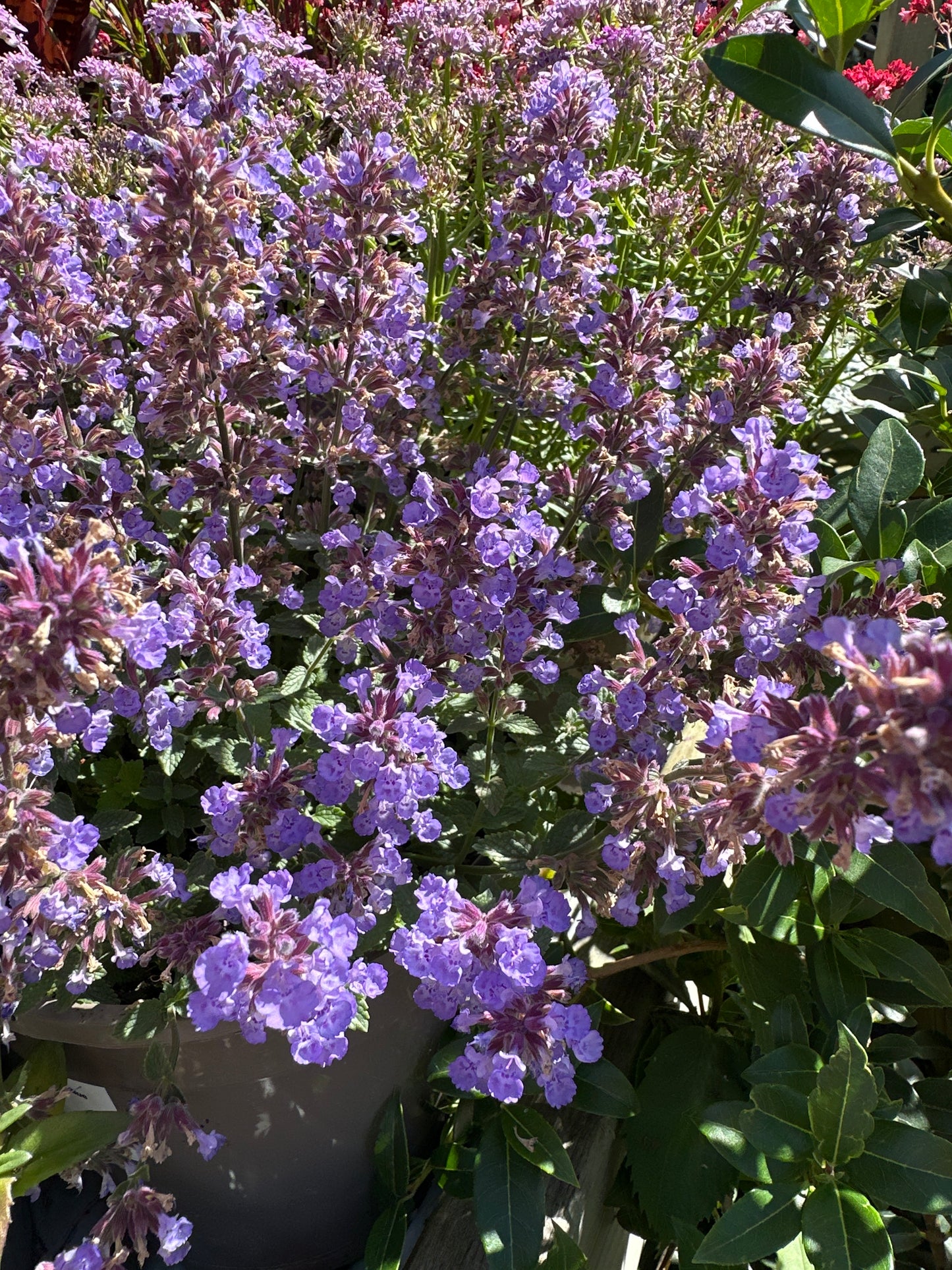 Nepeta Purrsian Blue 3Ltr