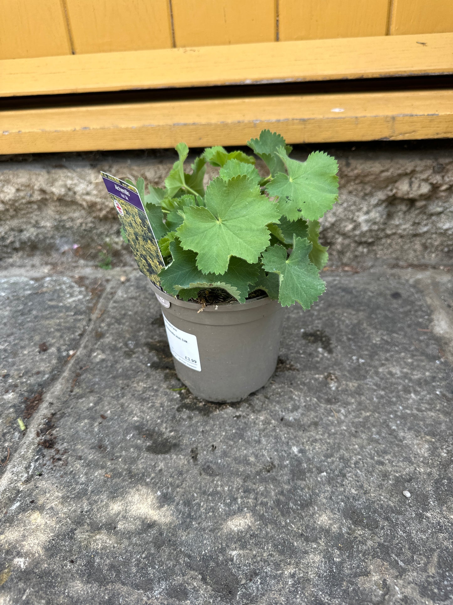 Alchemilla Irish Silk 1Ltr