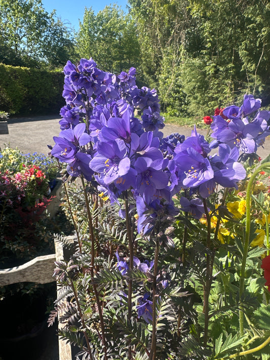Polemonium Bressingham Purple 2Ltr