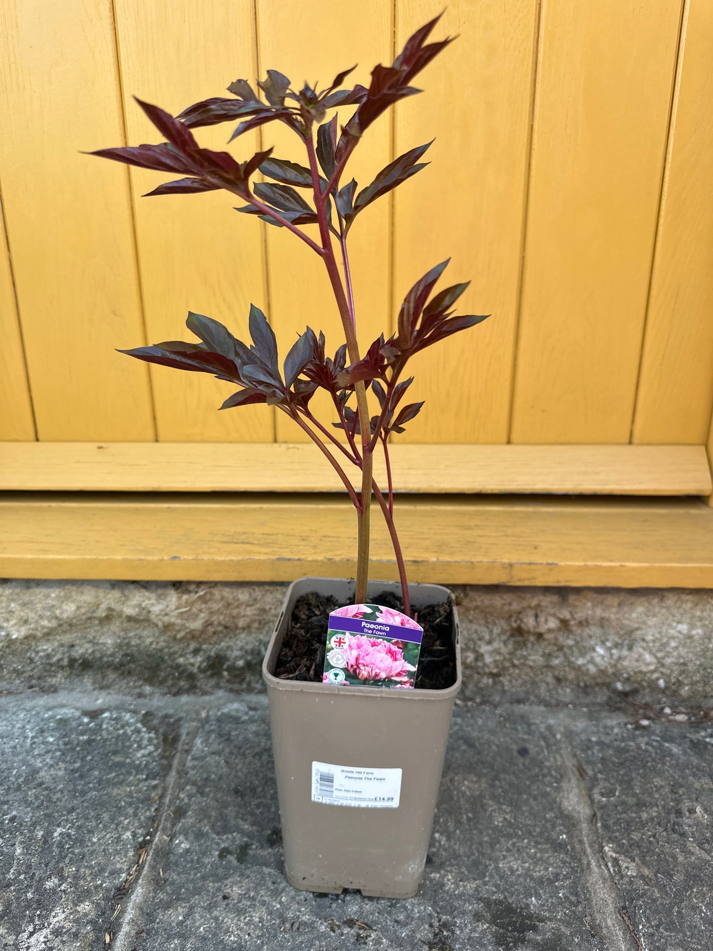 Paeonia Gardenia 5.5Ltr