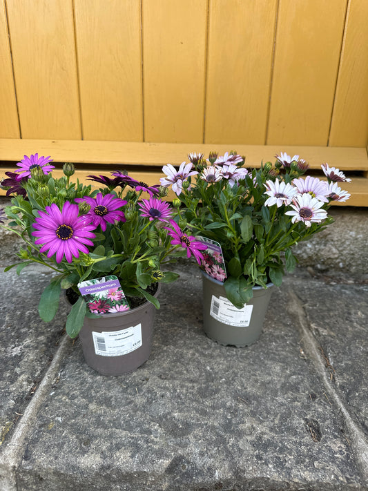 Osteosperma Dallna Compact White 10.5cm