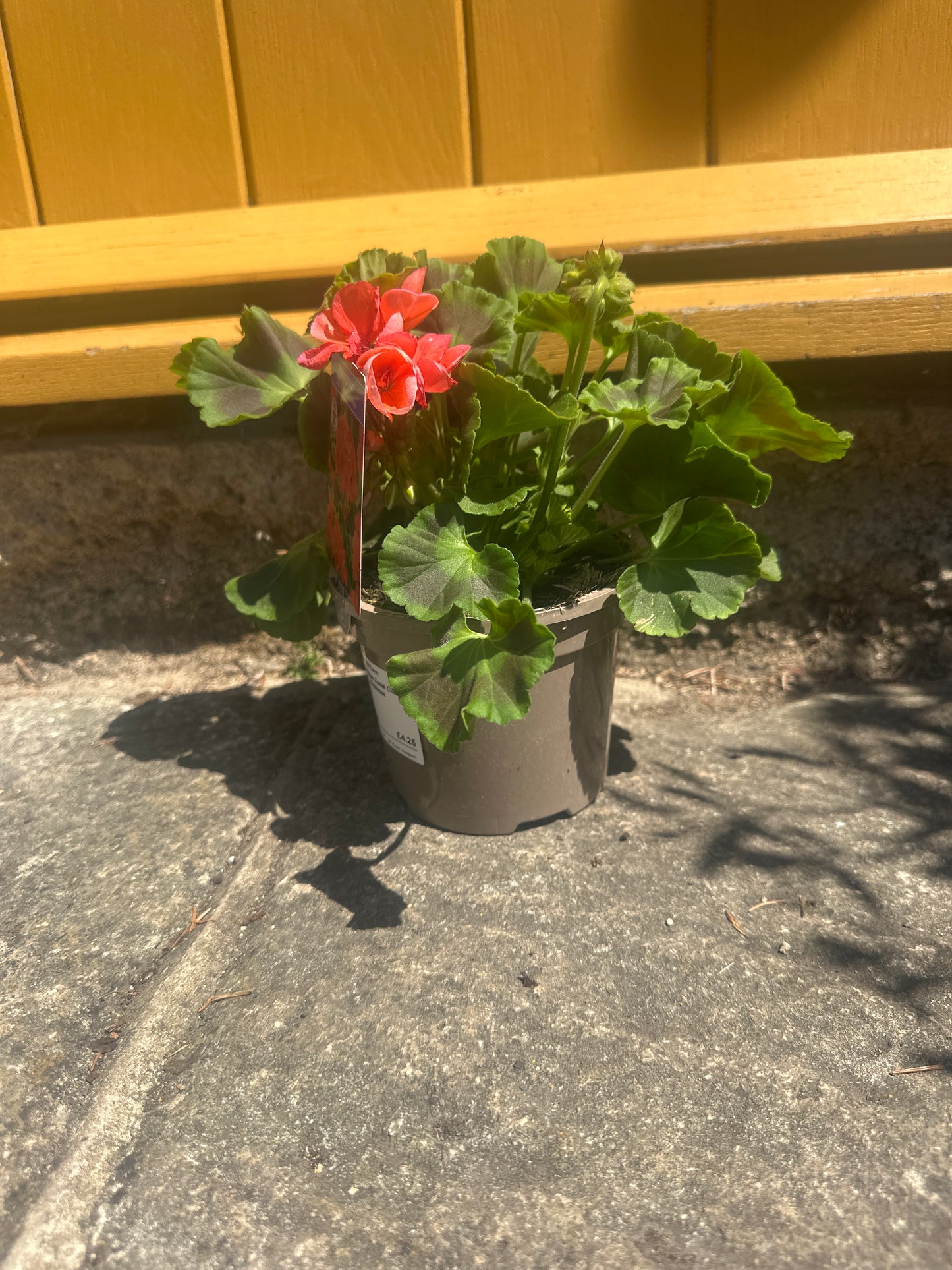 Pelargonium  1 Ltr