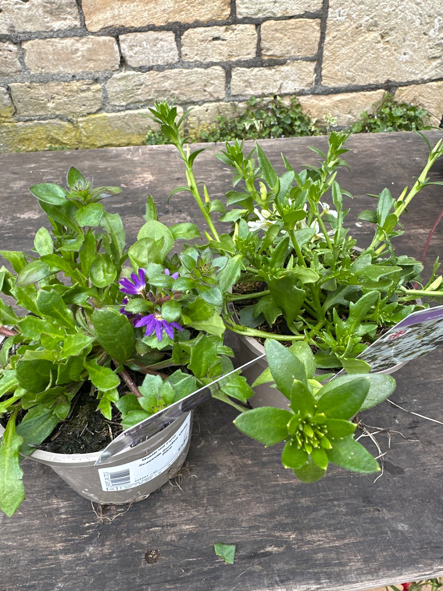 Scaevola Surdiva 1Ltr