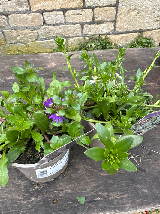 Scaevola Surdiva 1Ltr