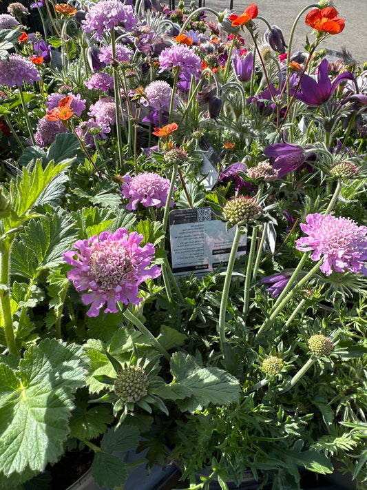 Scabiosa Pink Mist 2Ltr