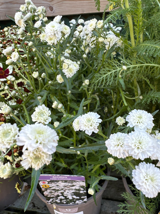 Achillea Peter Cottontail 3Ltr