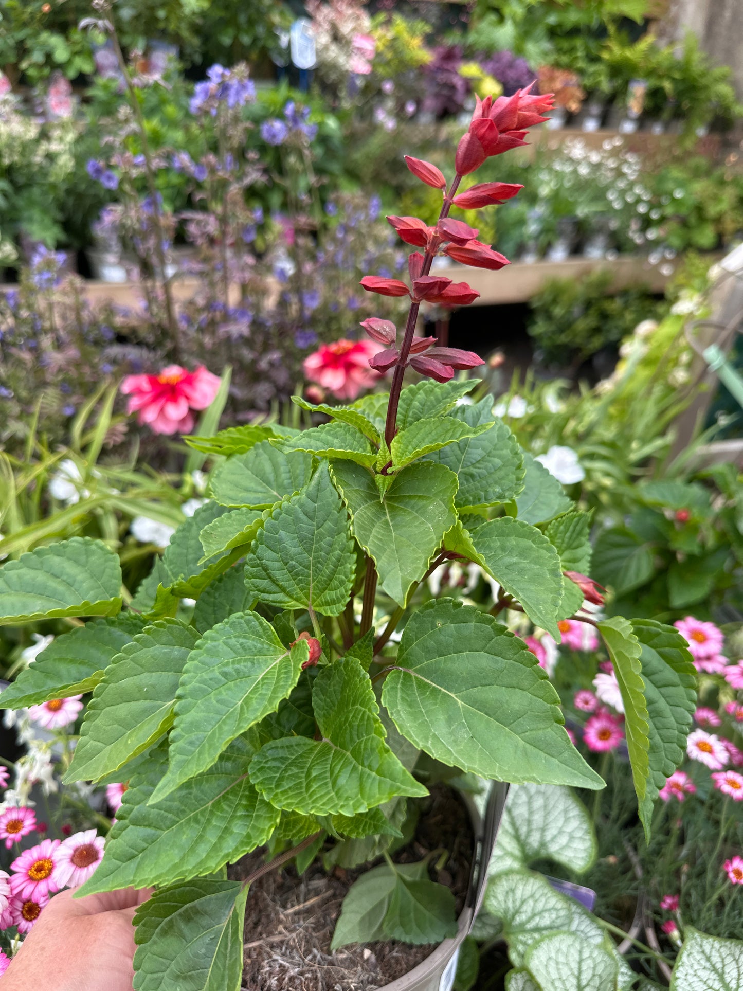 Salvia Rockin Red Flamingo 2Ltr