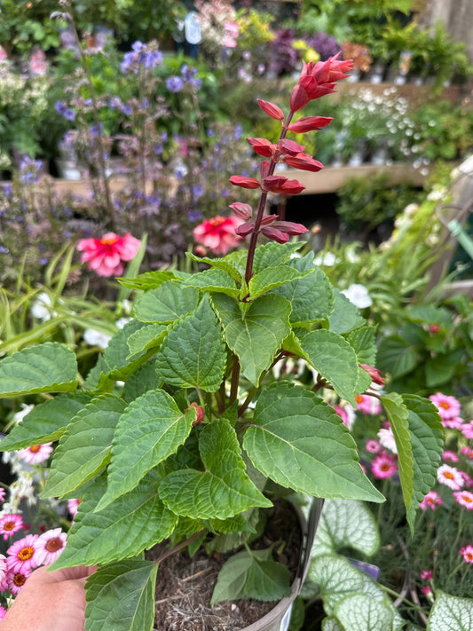 Salvia Rockin Red Flamingo 2Ltr