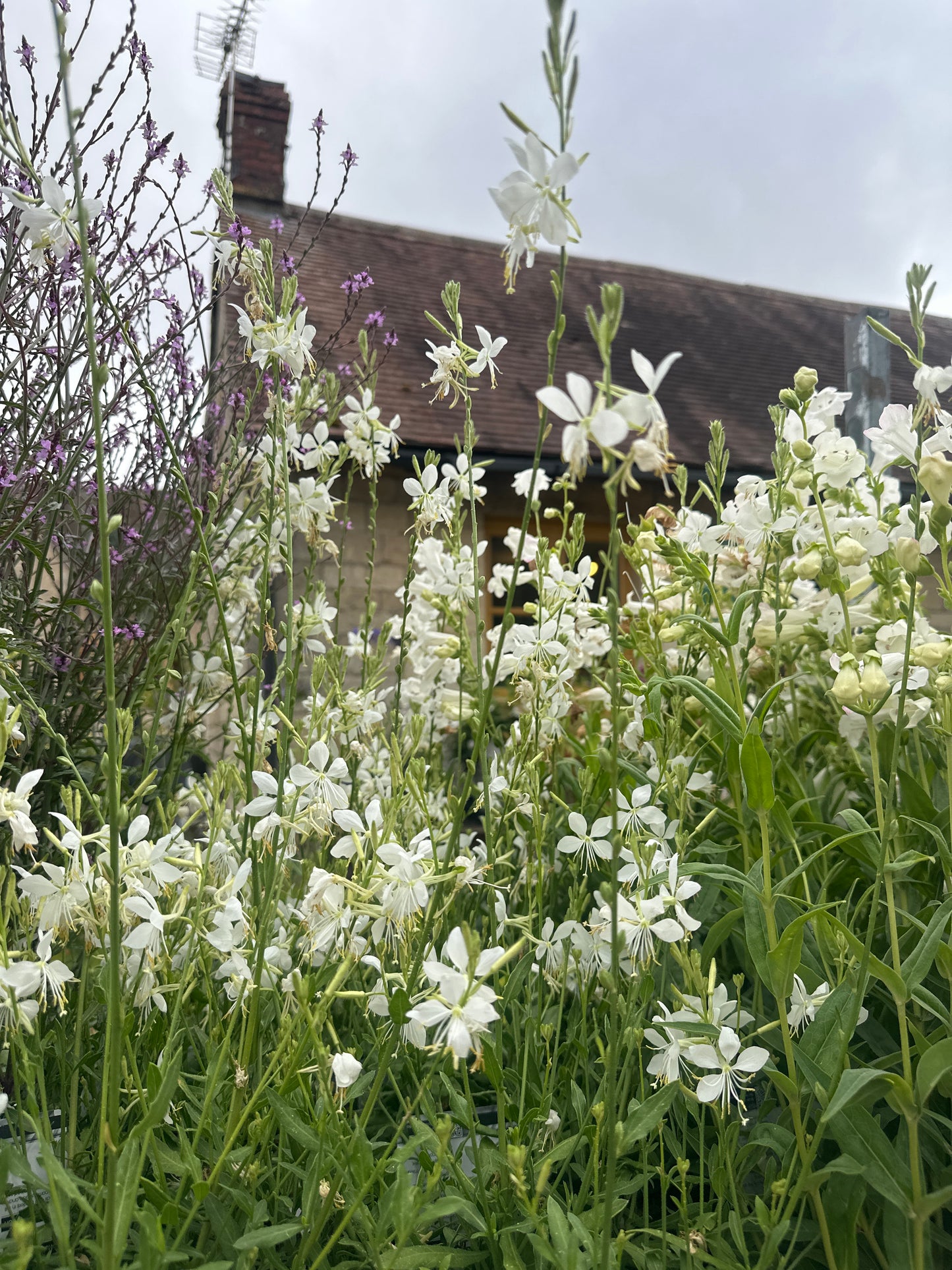 Gaura Papillon 3Ltr