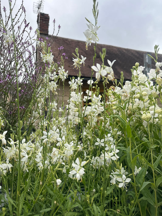 Gaura Papillon 3Ltr