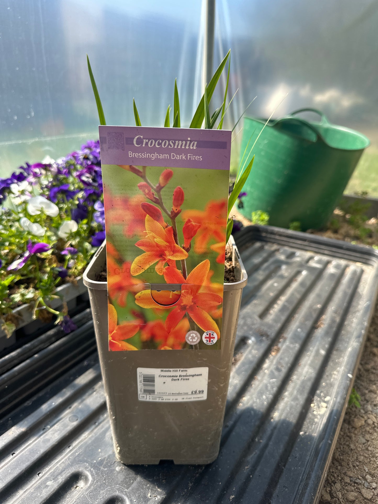 Crocosmia Bressingham Dark Fires 3.5Ltr